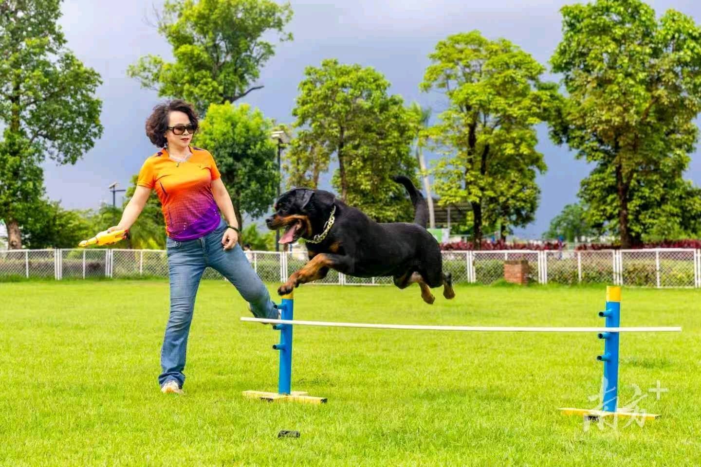 从宠物“迪士尼”到动物“世界杯”！三水萌宠赛事经济出圈